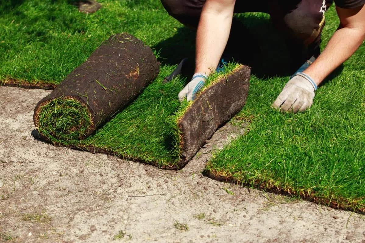 Completed stump removal projects in Columbia, SC