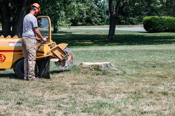 Root removal service